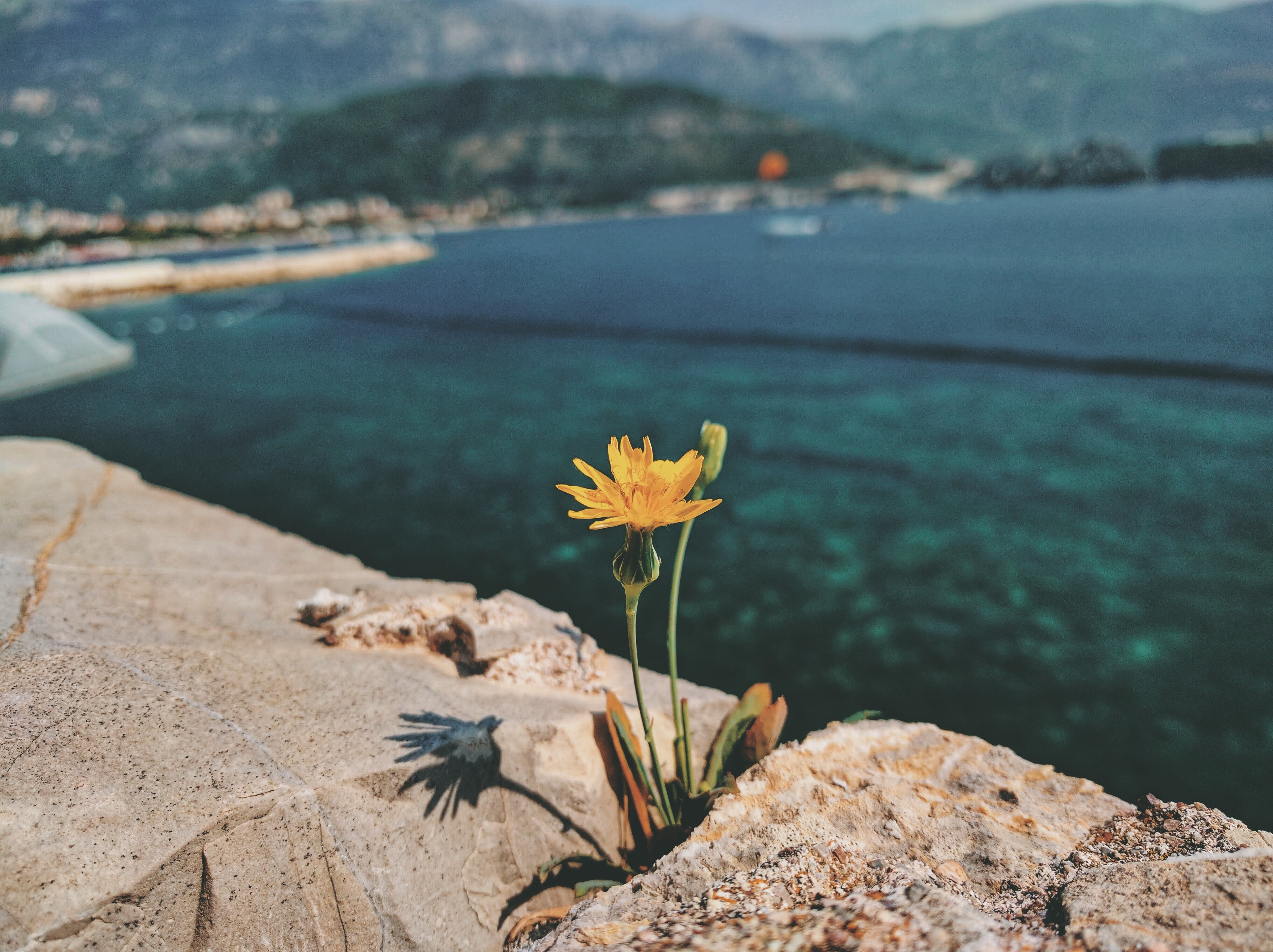 flower growing between rocks